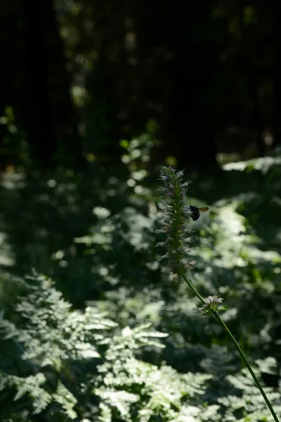 DSC_2378 (Large).JPG